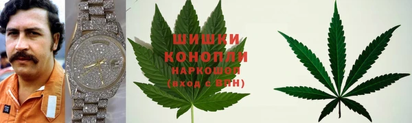сатива Белокуриха